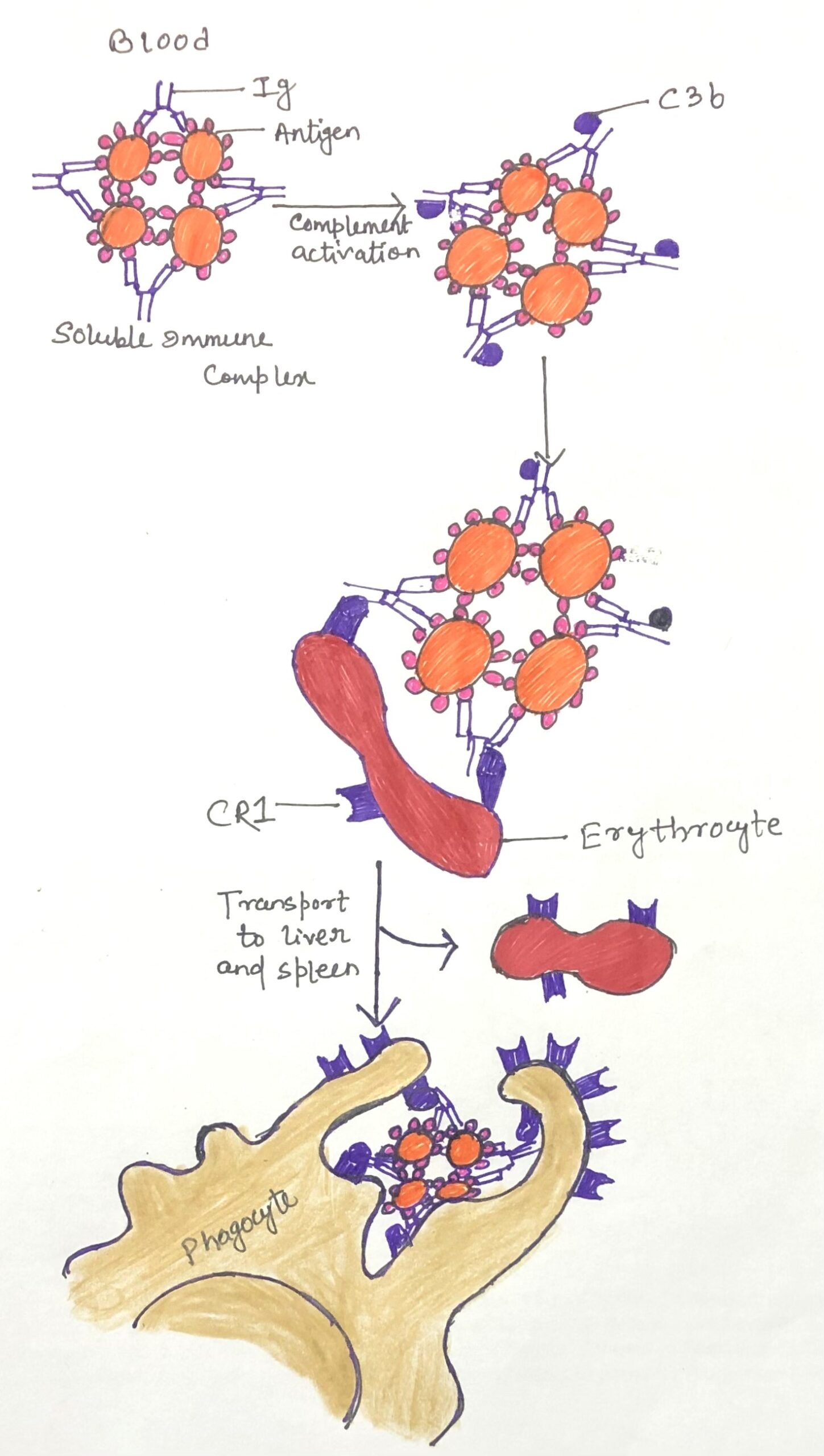 clearance of circulating immune complexes