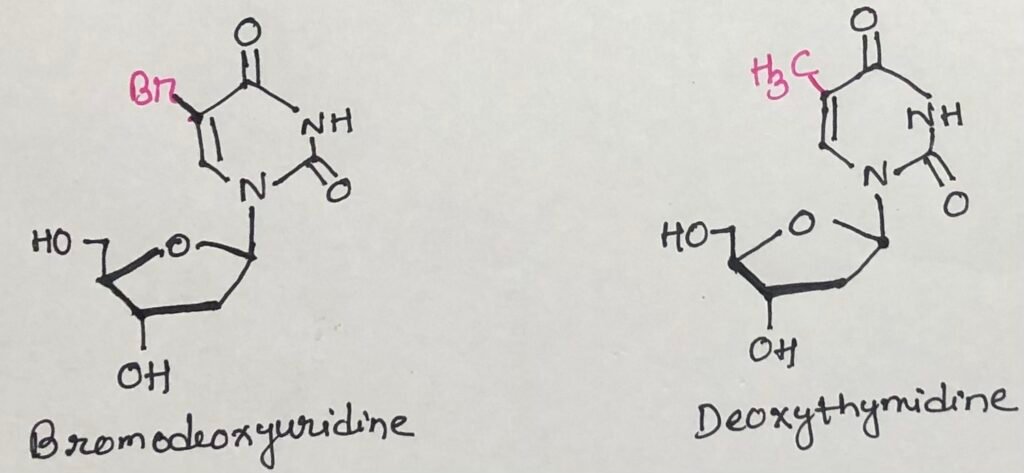 Bromodeoxyuridine incorporates into DNA in place of deoxythymidine
