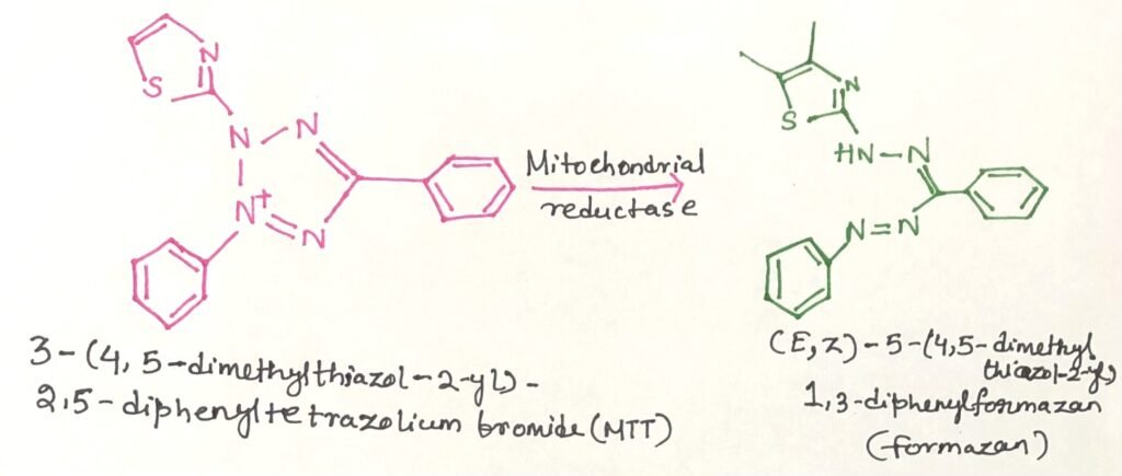 The MTT assay