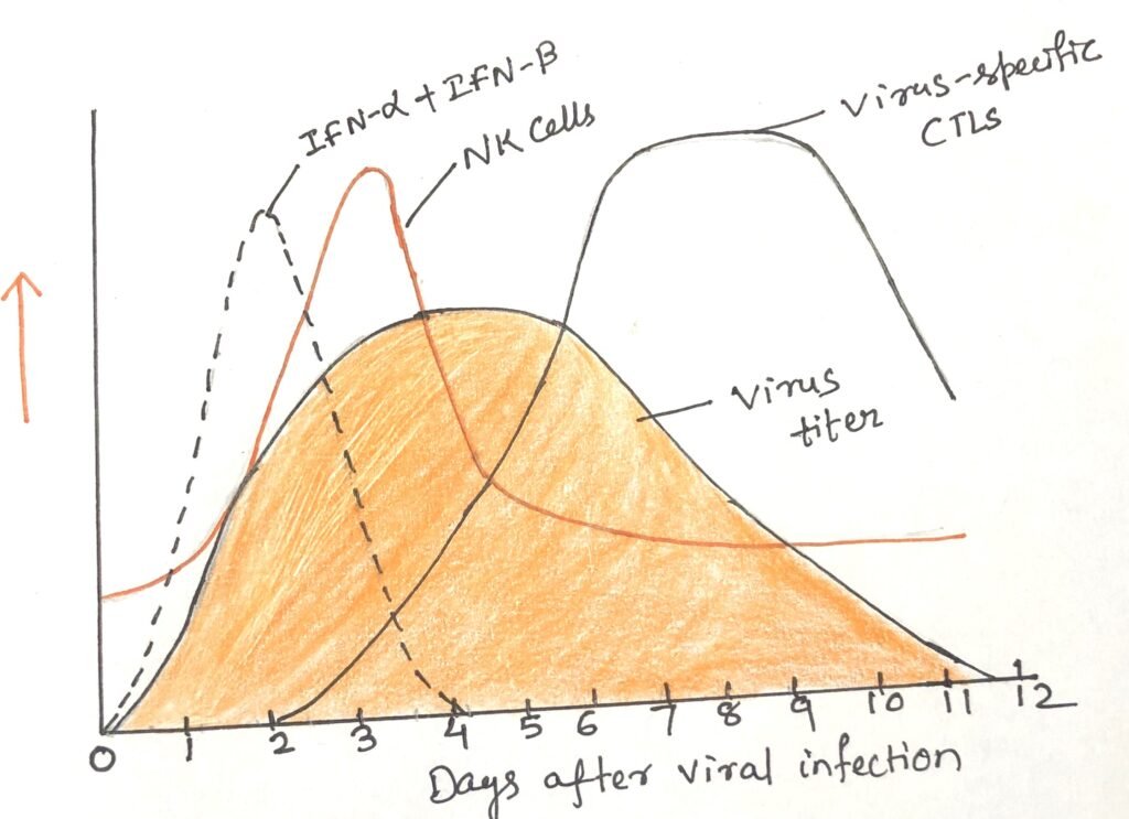 Timeline of the Immune Response to Viral Infection