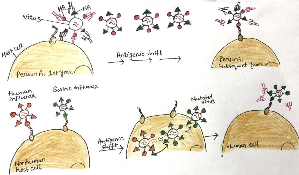 Antigenic drift and antigenic shift generate variations in influenza surface antigens
