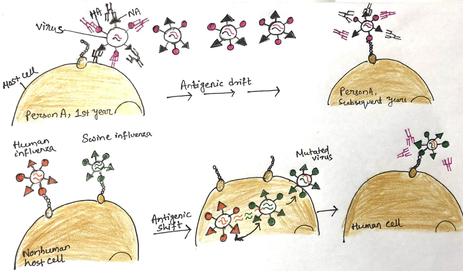 Antigenic drift and antigenic shift