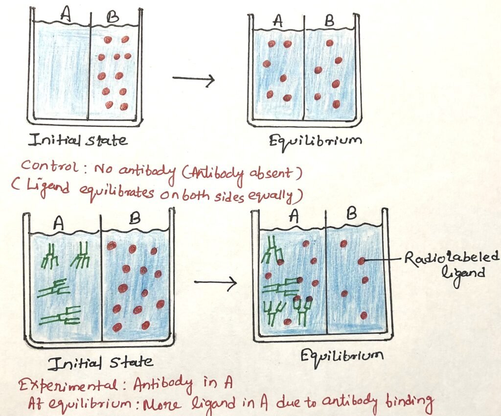 Equilibrium dialysis determines antibody affinity