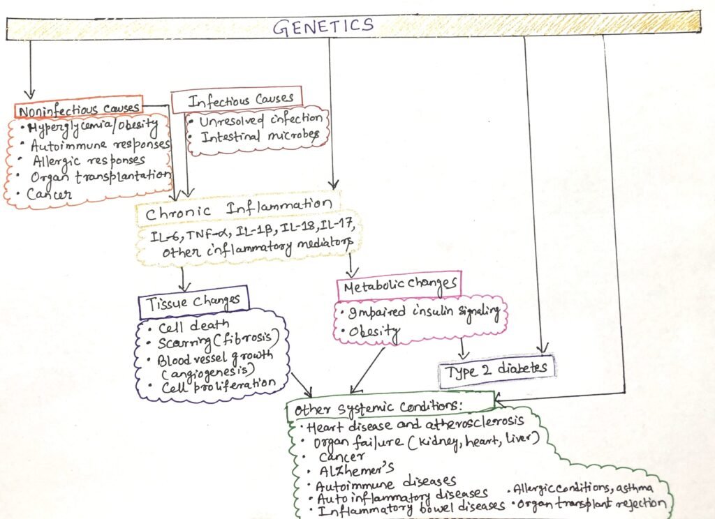 Origins and effects of chronic inflammation