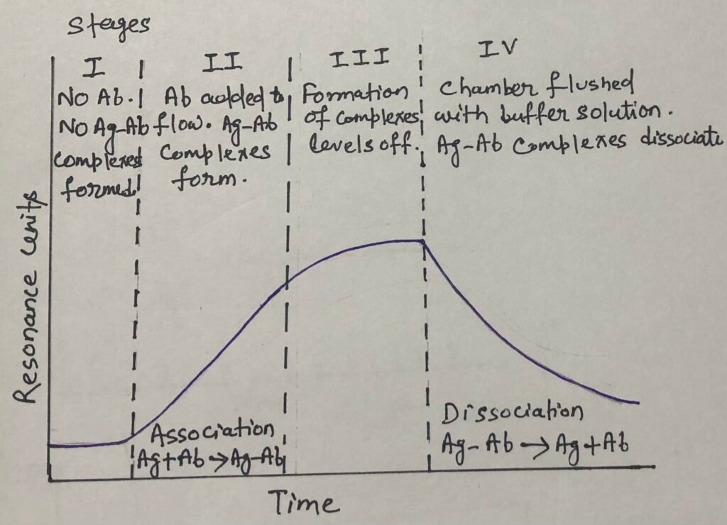  Interpretation of a sensogram