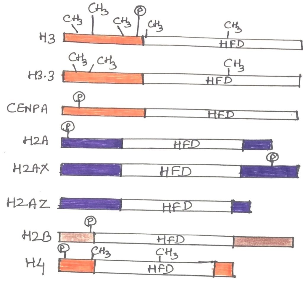 Standard histones with the histone fold domain (HFD)