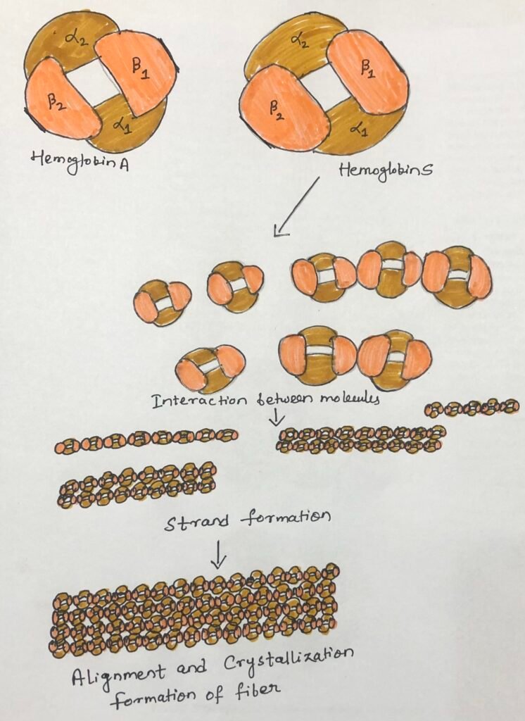 Normal and sickle-cell hemoglobin