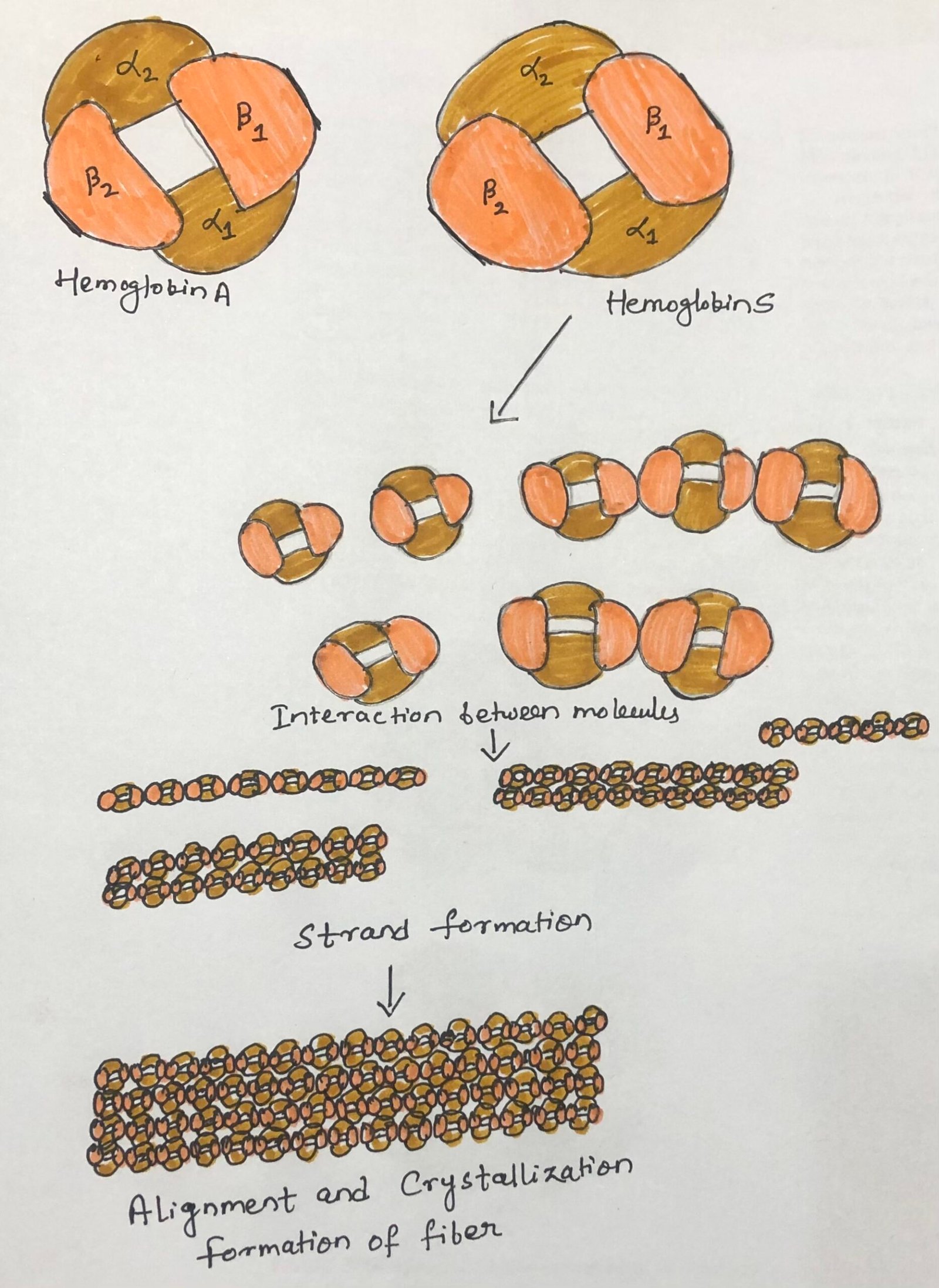 Normal and sickle-cell hemoglobin