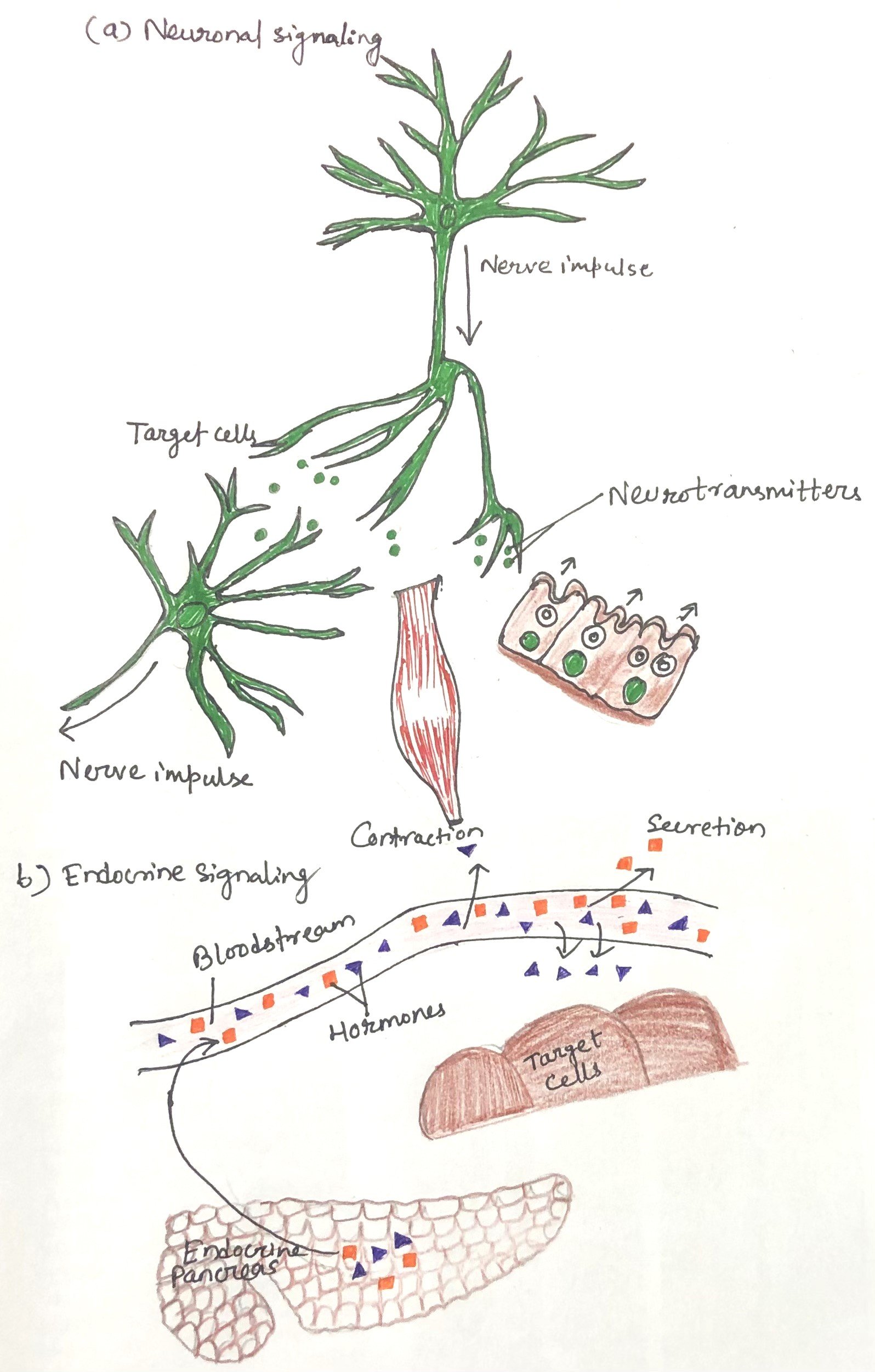 Neuroendocrine system signaling